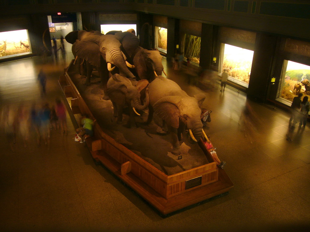 Stuffed elephants, in the Akeley Hall of African Mammals, in the American Museum of Natural History