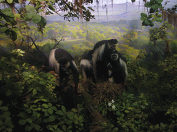 Stuffed monkeys, in the American Museum of Natural History