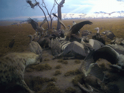 Stuffed hyena and vultures, in the American Museum of Natural History