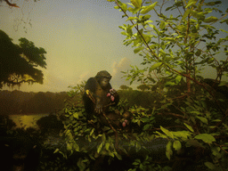 Stuffed chimpanzee, in the American Museum of Natural History