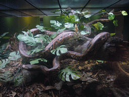 Model of a snake, in the American Museum of Natural History