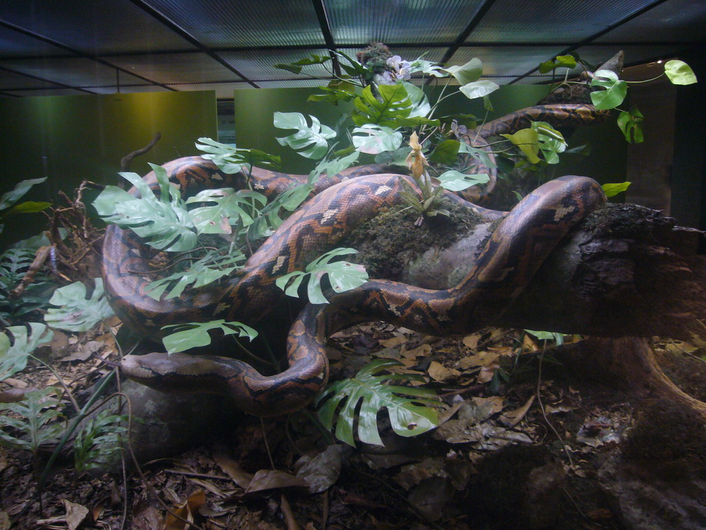 Model of a snake, in the American Museum of Natural History