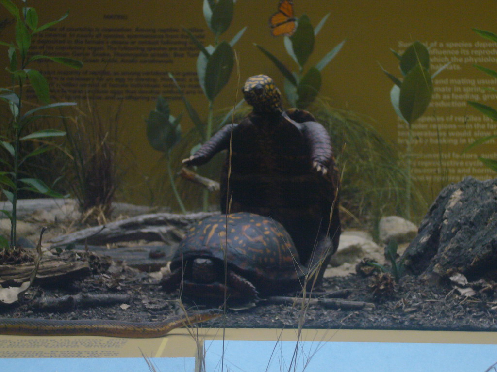 Turtle models, in the American Museum of Natural History