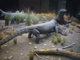 Lizard models, in the American Museum of Natural History