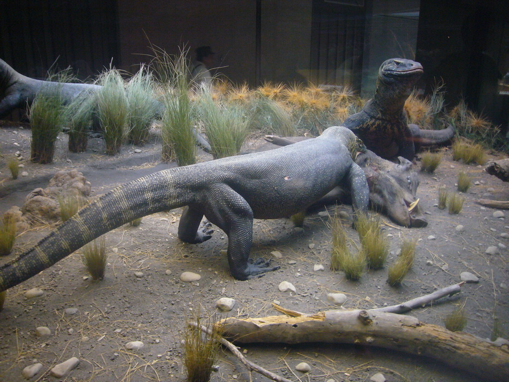 Lizard models, in the American Museum of Natural History