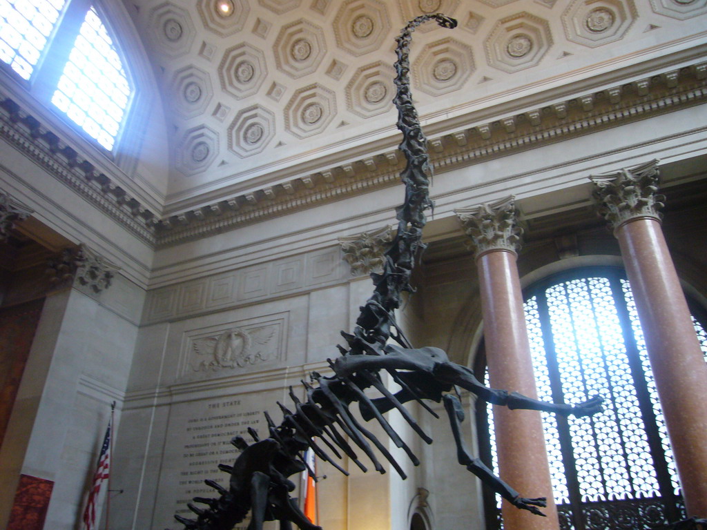 Skeleton of a Barosaurus, in the Theodore Roosevelt Memorial Hall, in the American Museum of Natural History