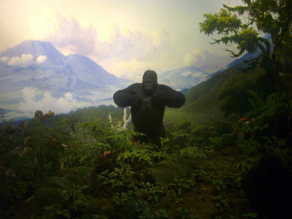 Stuffed gorilla, in the American Museum of Natural History