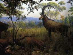 Stuffed antelope, in the American Museum of Natural History