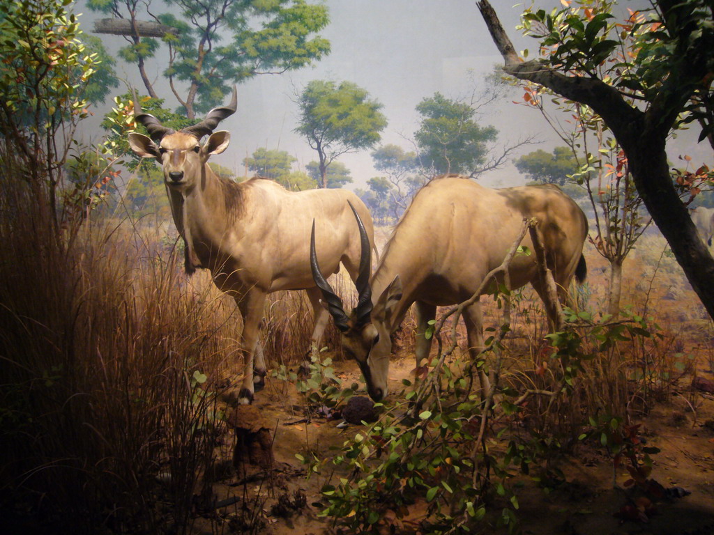 Stuffed deer, in the American Museum of Natural History