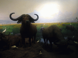 Stuffed oxen, in the American Museum of Natural History