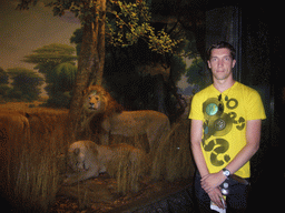 Tim with stuffed lions, in the American Museum of Natural History