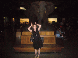 Miaomiao with stuffed elephants, in the Akeley Hall of African Mammals, in the American Museum of Natural History