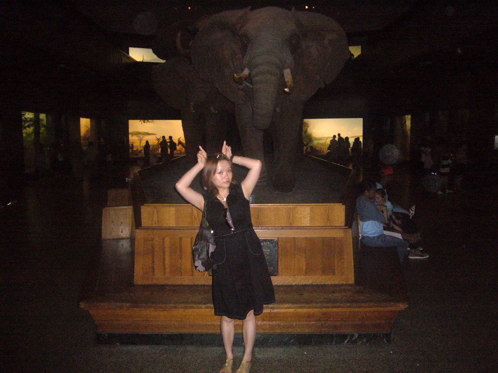 Miaomiao with stuffed elephants, in the Akeley Hall of African Mammals, in the American Museum of Natural History