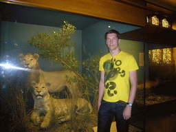 Tim with stuffed lions, in the American Museum of Natural History