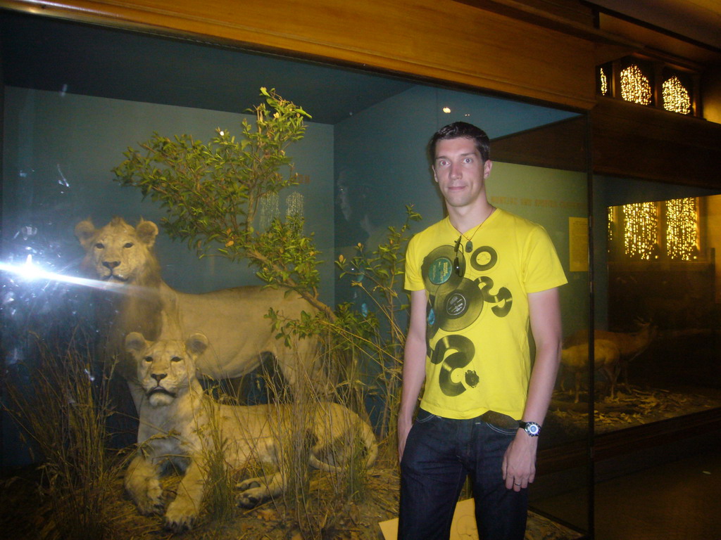 Tim with stuffed lions, in the American Museum of Natural History