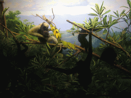 Stuffed gibbons, in the American Museum of Natural History