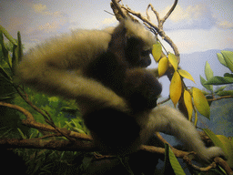 Stuffed gibbons, in the American Museum of Natural History