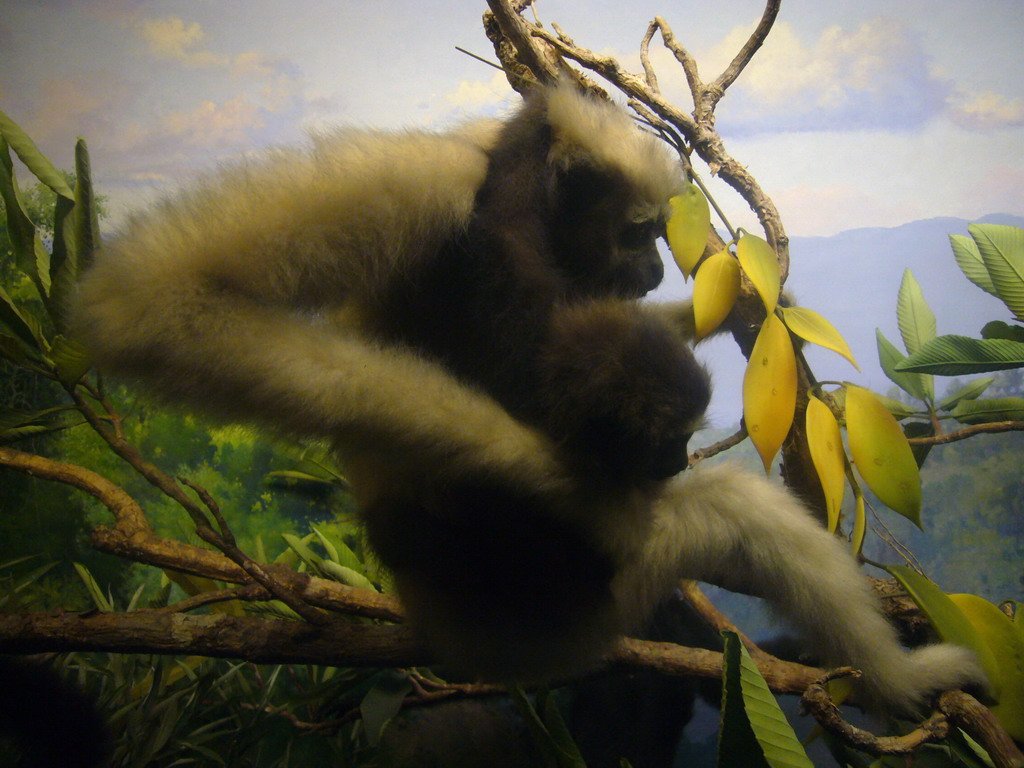 Stuffed gibbons, in the American Museum of Natural History