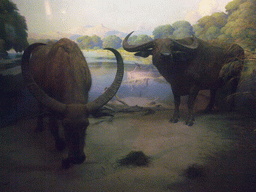 Stuffed oxen, in the American Museum of Natural History