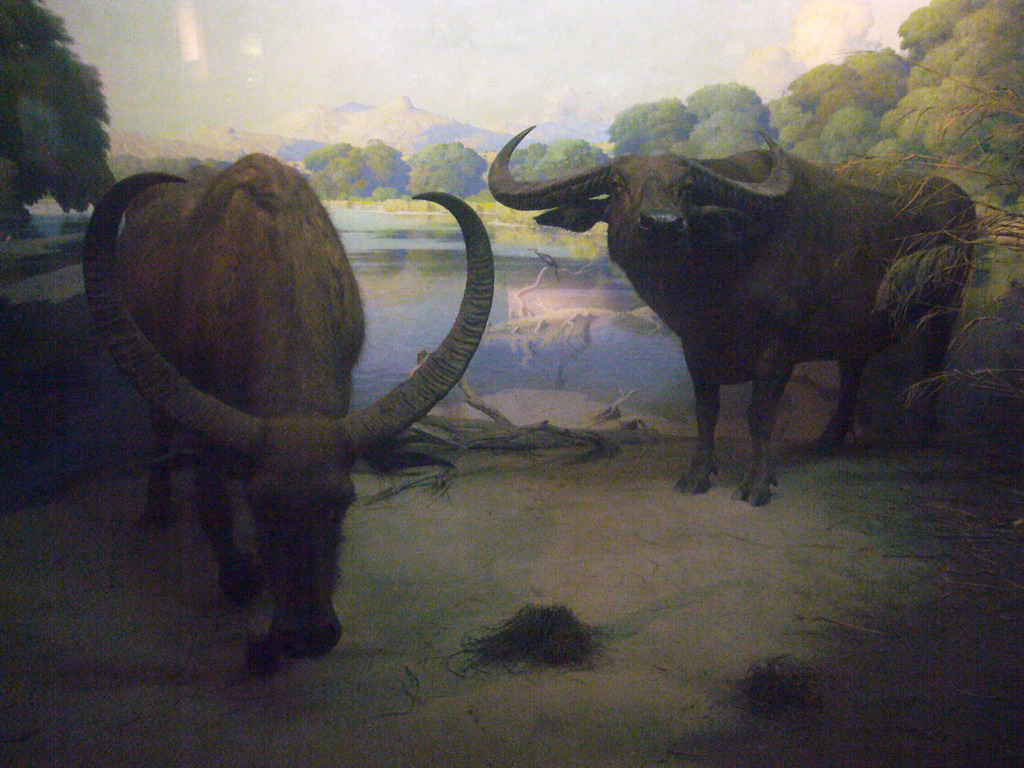 Stuffed oxen, in the American Museum of Natural History