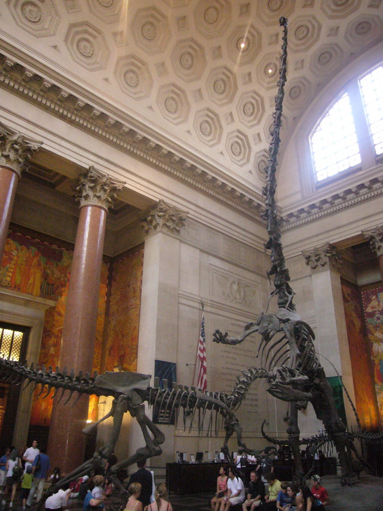 Skeletons of a Barosaurus and an Allosaurus, in the Theodore Roosevelt Memorial Hall, in the American Museum of Natural History