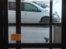 Squirrel in front of the Comfort Inn & Suites Hotel in Hawthorne