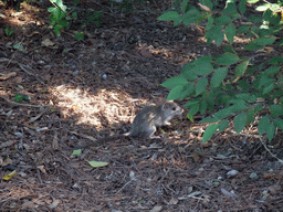 Rat at the Parc du Château