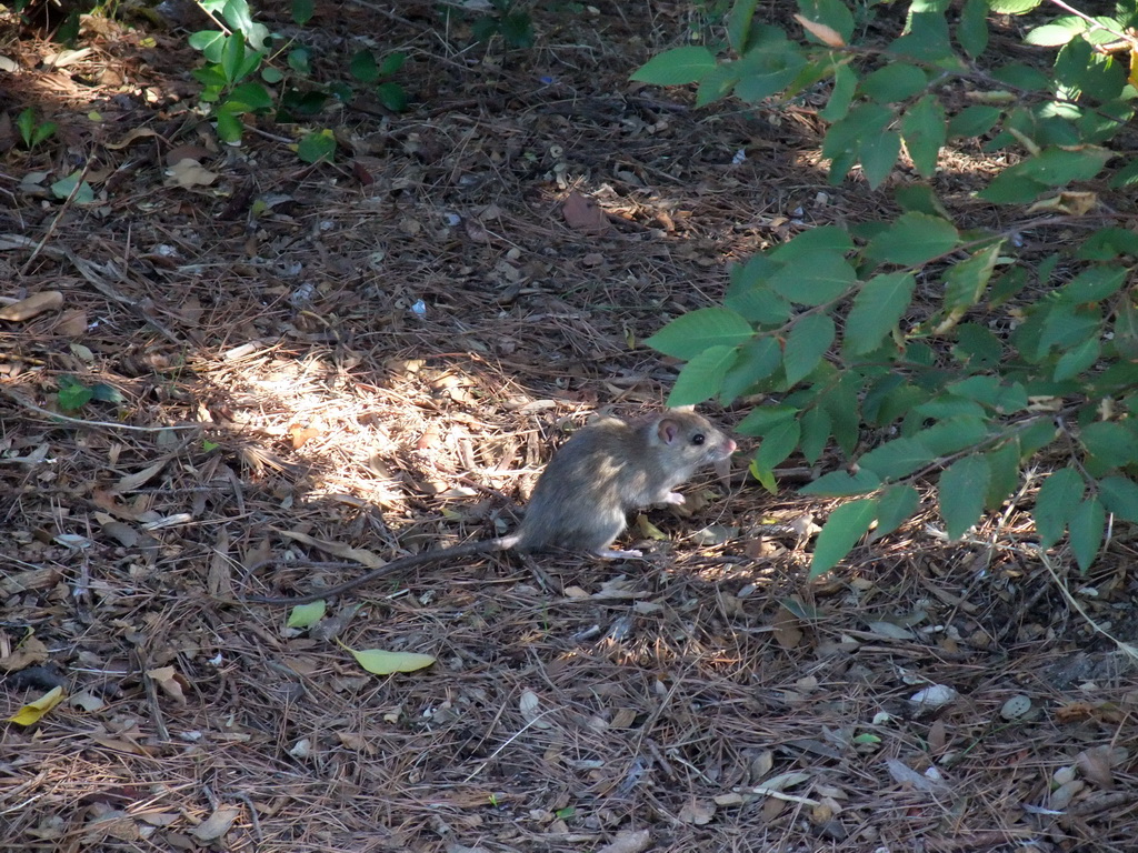 Rat at the Parc du Château