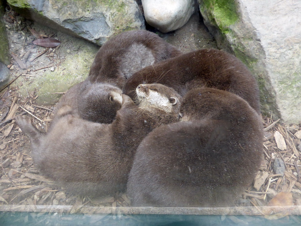 Otters at the Parc Phoenix zoo