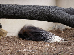 Porcupine at the Parc Phoenix zoo