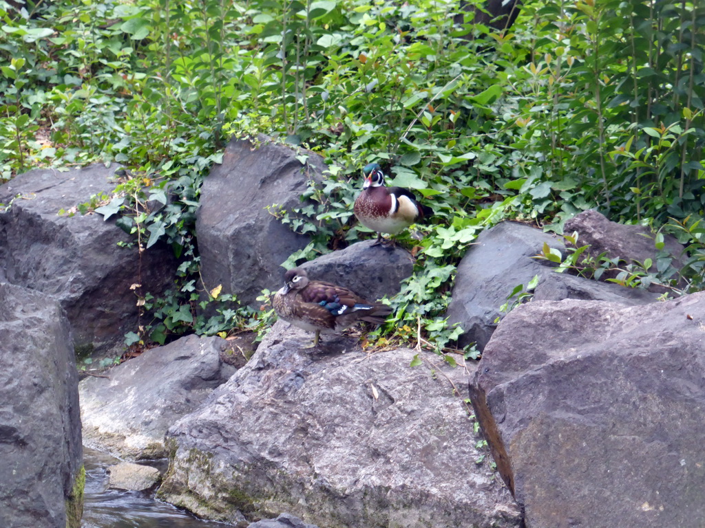 Ducks at the Parc Phoenix zoo