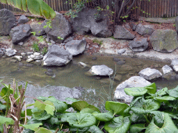 Turtles at the Parc Phoenix zoo