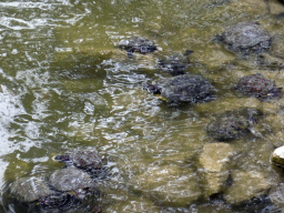 Turtles at the Parc Phoenix zoo