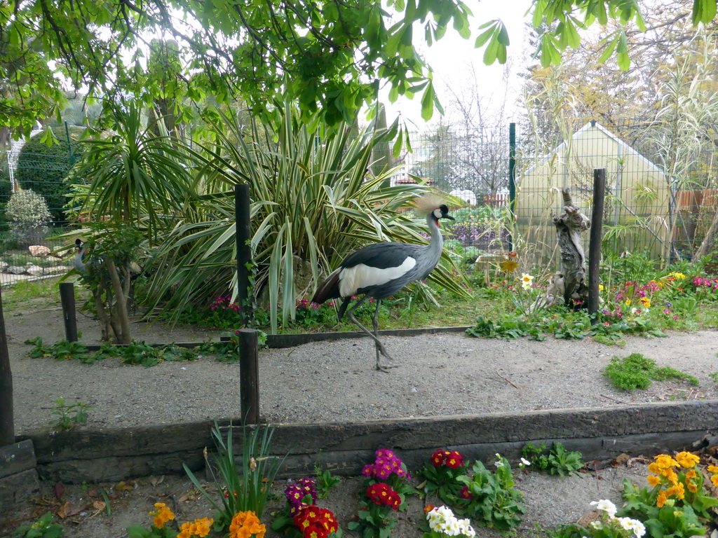 Black Crowned Crane at the Parc Phoenix zoo