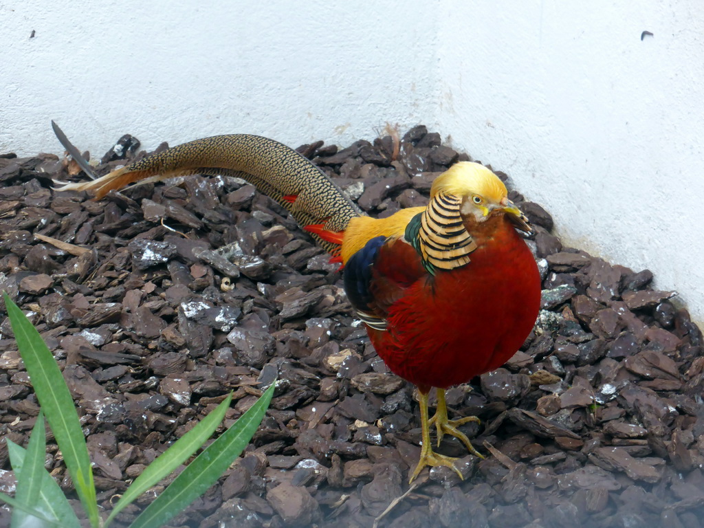 Bird at the Parc Phoenix zoo