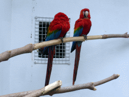 Scarlet Macaws at the Parc Phoenix zoo