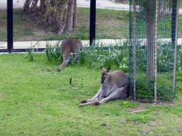 Wallabies at the Parc Phoenix zoo