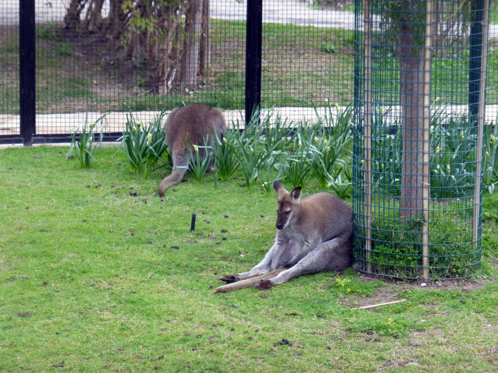 Wallabies at the Parc Phoenix zoo