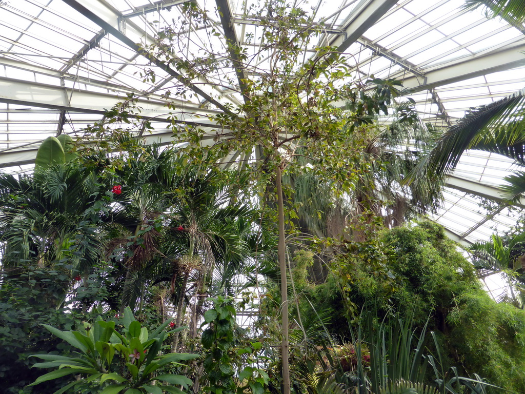 Plants at the Central Area of the `Diamant Vert` Greenhouse at the Parc Phoenix zoo