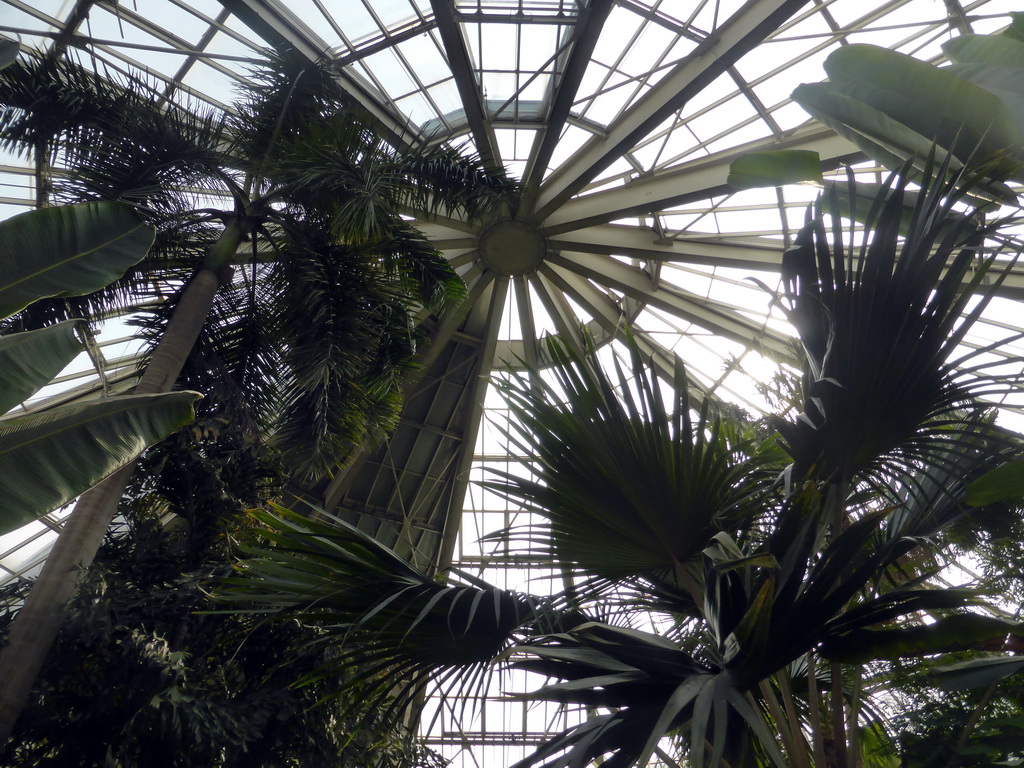 Plants at the Central Area of the `Diamant Vert` Greenhouse at the Parc Phoenix zoo