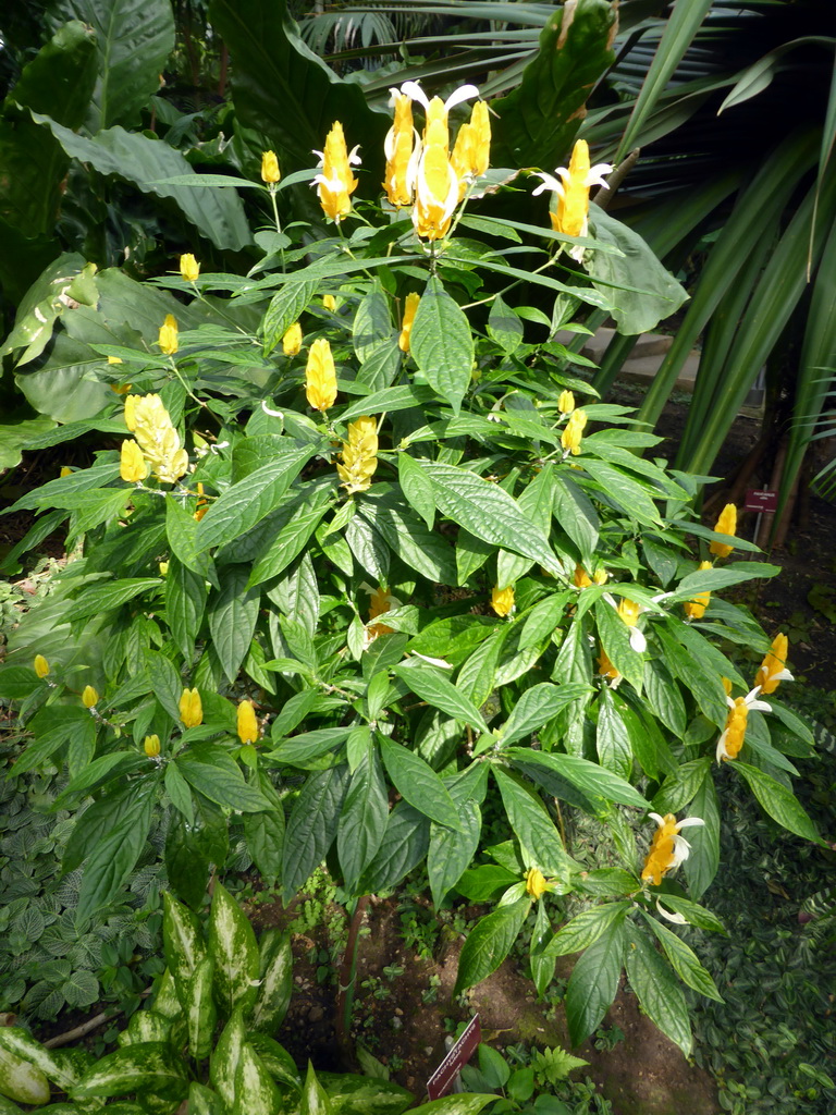Plant with yellow flowers at the Central Area of the `Diamant Vert` Greenhouse at the Parc Phoenix zoo