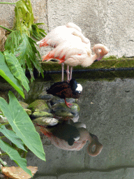 Flamingos and duck at the Central Area of the `Diamant Vert` Greenhouse at the Parc Phoenix zoo