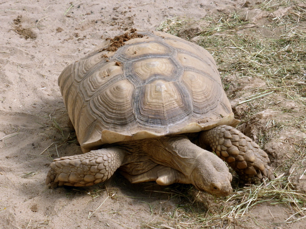 African Spurred Turtoise at the Central Area of the `Diamant Vert` Greenhouse at the Parc Phoenix zoo