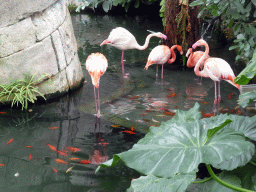 Flamingos and fish at the Central Area of the `Diamant Vert` Greenhouse at the Parc Phoenix zoo