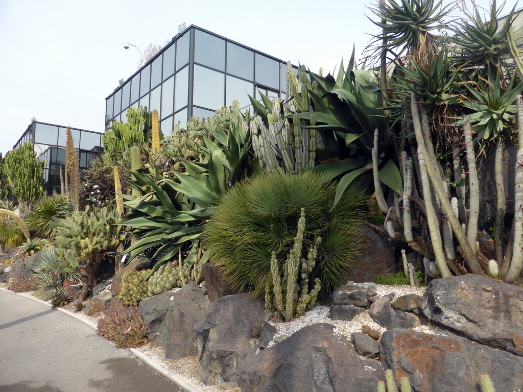 Cactuses and other plants at the Parc Phoenix zoo