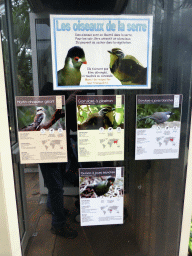 Information on the bird species at the Central Area of the `Diamant Vert` Greenhouse at the Parc Phoenix zoo