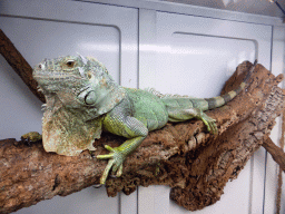 Iguana at the Orchid Area of the `Diamant Vert` Greenhouse at the Parc Phoenix zoo