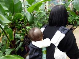 Miaomiao and Max at the Orchid Area of the `Diamant Vert` Greenhouse at the Parc Phoenix zoo