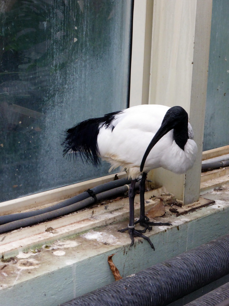 African Sacred Ibis at the Southern African Area of the `Diamant Vert` Greenhouse at the Parc Phoenix zoo