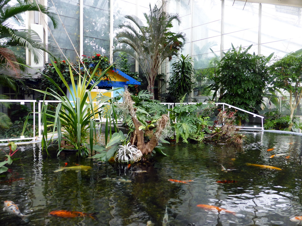 Pond with Koi at the Louisiana Area of the `Diamant Vert` Greenhouse at the Parc Phoenix zoo